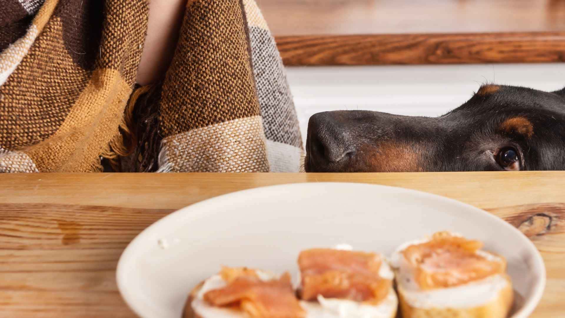 Proteinas para perros cantidad